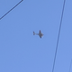 Illustration for article titled Planespotting and worst photos ever of: Lockheed Electra!